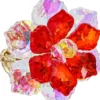 Clearance Bijou Brigitte Anello - Funky Blossom
