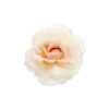 Hot Bijou Brigitte Fermacapelli - Peach Blossom