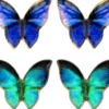 New Bijou Brigitte Set di orecchini a perno - Blue Wings